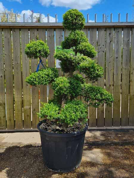 Ilex Crenata Cloud Tree Unique Tree For Sale UK