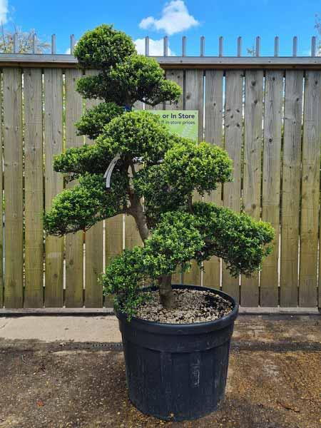 Ilex Crenata Cloud Tree Unique Tree For Sale UK