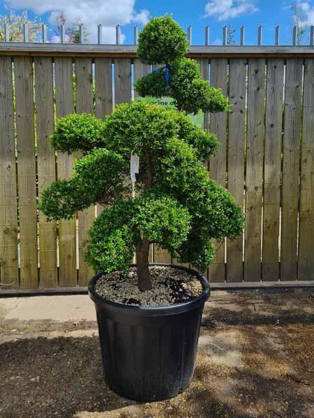 Ilex Crenata Cloud Tree Unique Tree For Sale UK
