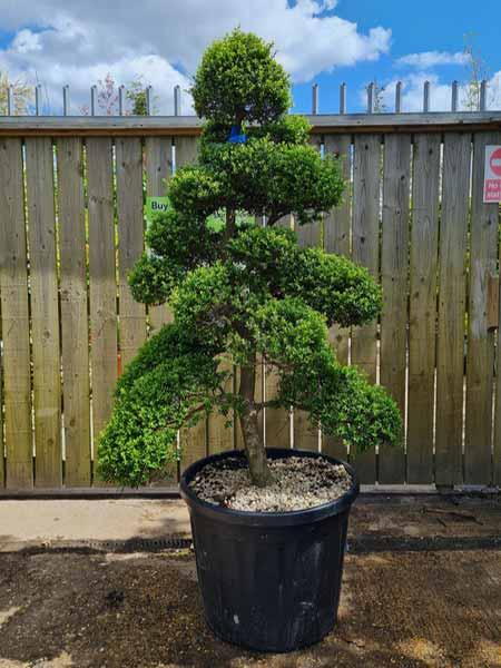 Ilex Crenata Cloud Tree Unique Tree For Sale UK