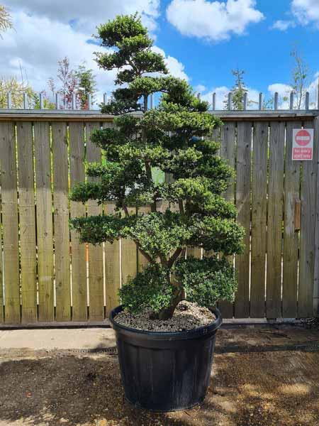 Ilex Crenata Cloud Tree Unique Tree For Sale UK