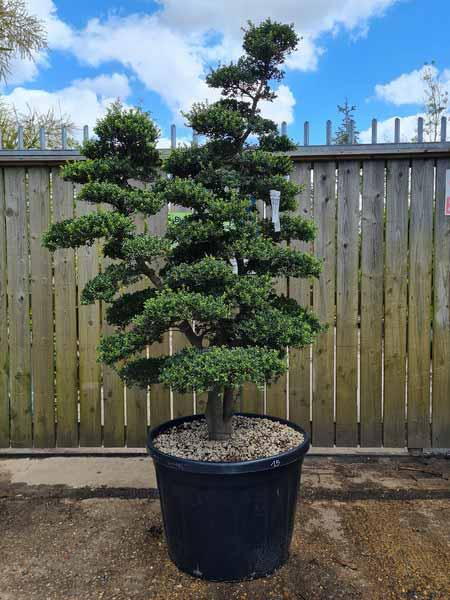 Ilex Crenata Cloud Tree Unique Tree For Sale UK