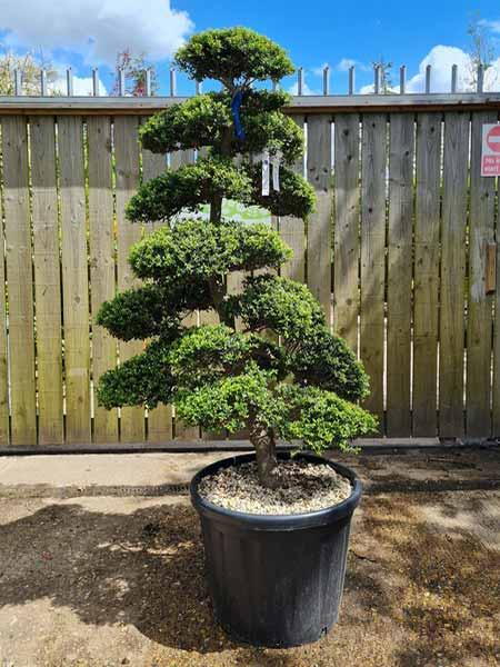 Ilex Crenata Cloud Tree Unique Tree For Sale UK