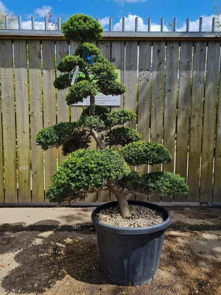 Ilex Crenata Cloud Tree Unique Tree For Sale UK