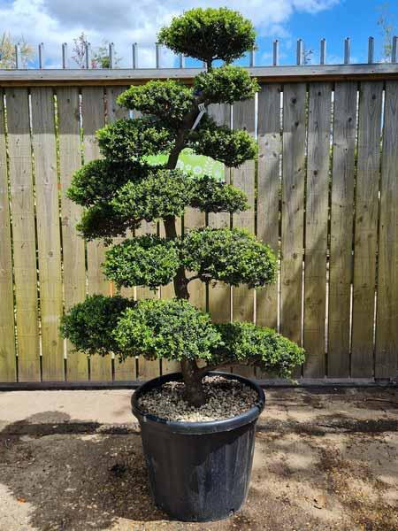 Ilex Crenata Cloud Tree Unique Tree For Sale UK