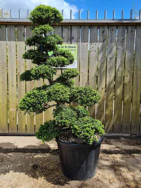 Ilex Crenata Cloud Tree Unique Tree For Sale UK
