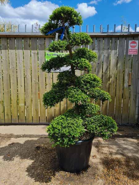 Ilex Crenata Cloud Tree Unique Tree For Sale UK 