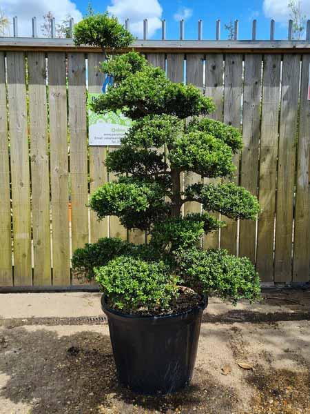 Ilex Crenata Cloud Tree Unique Tree For Sale UK