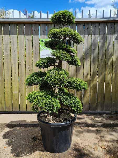 Ilex Crenata Cloud Tree Unique Tree For Sale UK