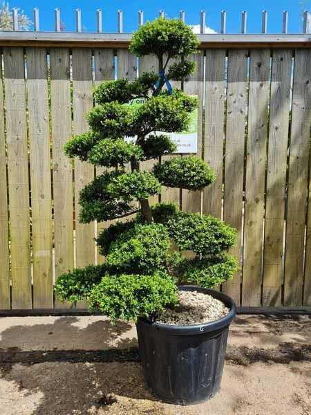 Ilex Crenata Cloud Tree Unique Tree For Sale UK