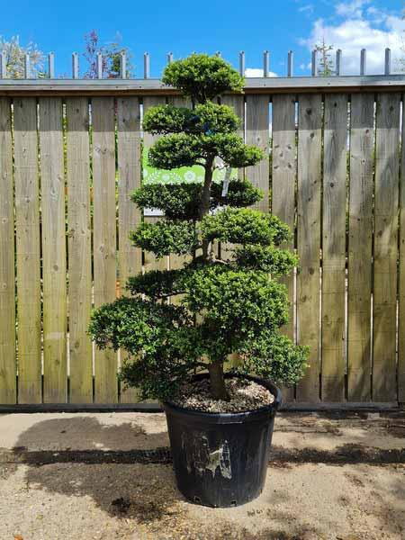 Ilex Crenata Cloud Tree Unique Tree For Sale UK