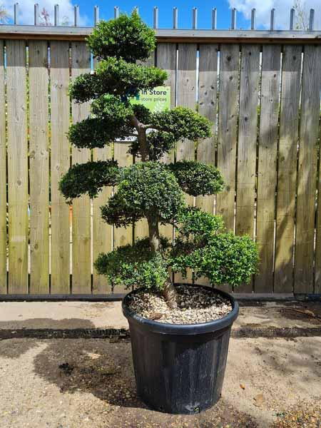 Ilex Crenata Cloud Tree Unique Tree For Sale UK