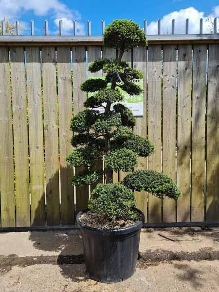 Ilex Crenata Cloud Tree Unique Tree For Sale UK