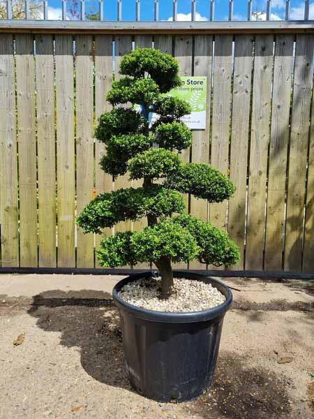 Ilex Crenata Cloud Tree Unique Tree For Sale UK