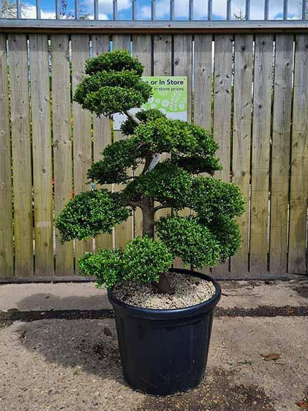Ilex Crenata Unique Tree For Sale UK
