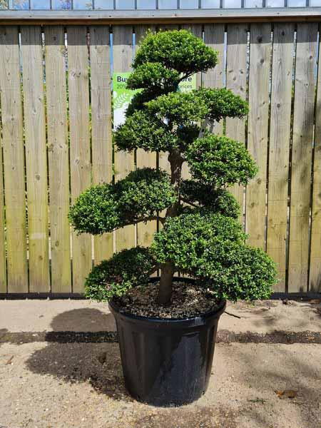 Ilex Crenata Unique Tree For Sale UK