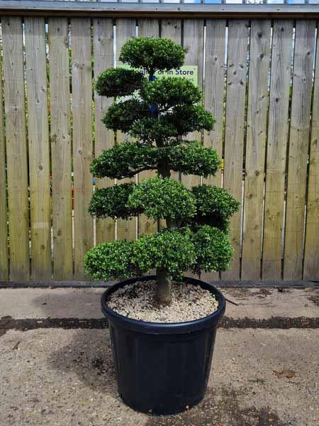 Ilex Crenata Unique Tree For Sale UK