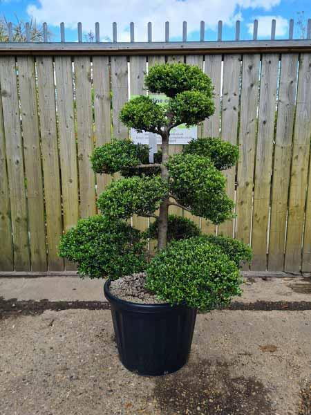Ilex Crenata Unique Tree For Sale UK