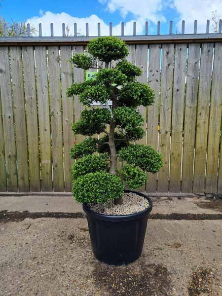 Ilex Crenata Unique Tree For Sale UK