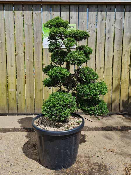 Ilex Crenata Unique Tree For Sale UK