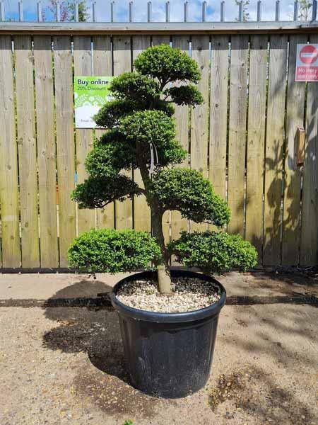 Ilex Crenata Unique Tree For Sale UK
