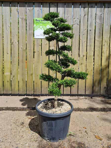 Ilex Crenata Unique Tree For Sale UK