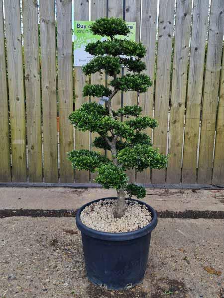 Ilex Crenata Unique Tree For Sale UK