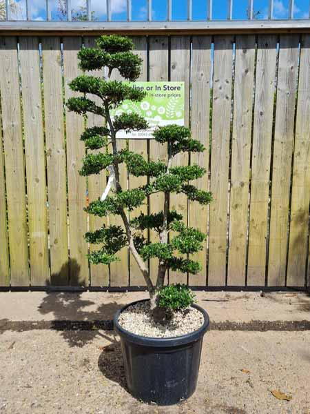 Ilex Crenata Unique Tree For Sale UK