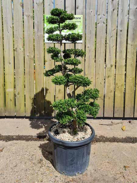Ilex Crenata Unique Tree For Sale UK
