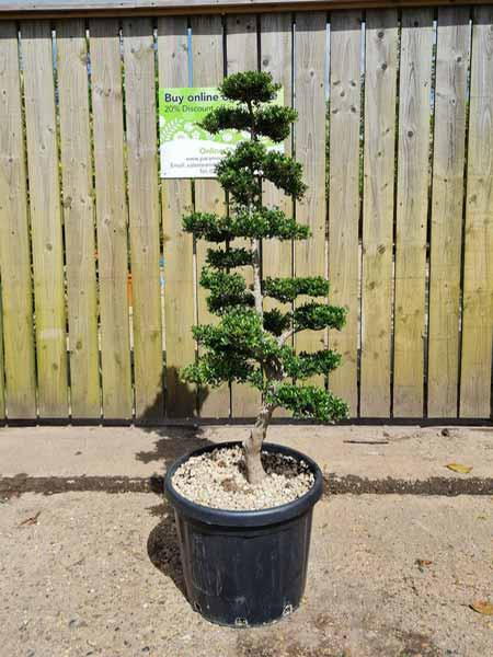 Ilex Crenata Unique Tree For Sale UK