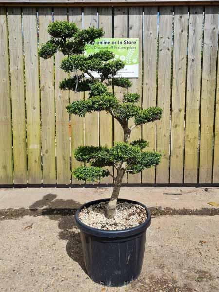 Ilex Crenata Unique Tree For Sale UK