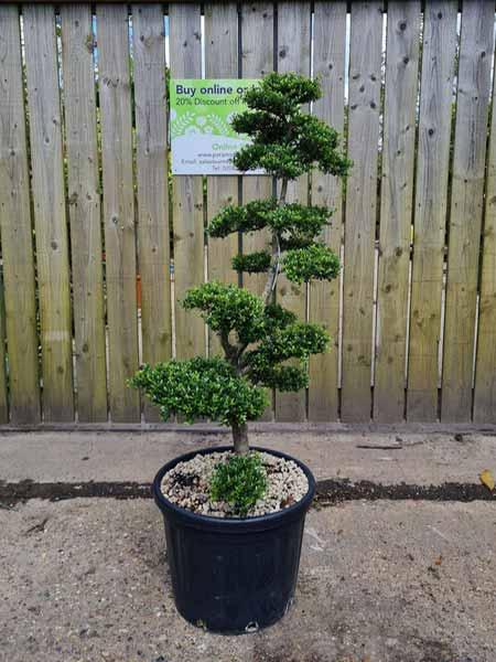 Ilex Crenata Unique Tree For Sale UK