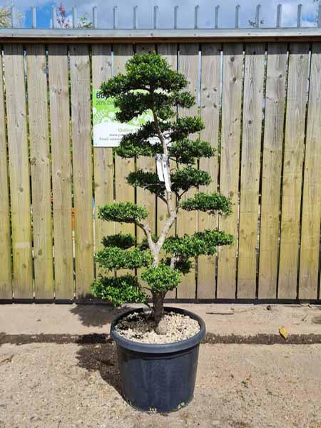 Ilex Crenata Unique Tree For Sale UK