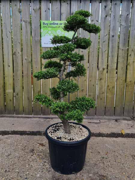 Ilex Crenata Unique Tree For Sale UK