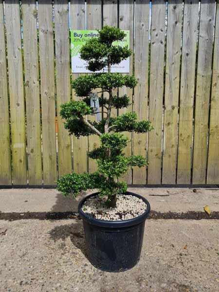 Ilex Crenata Unique Tree For Sale UK