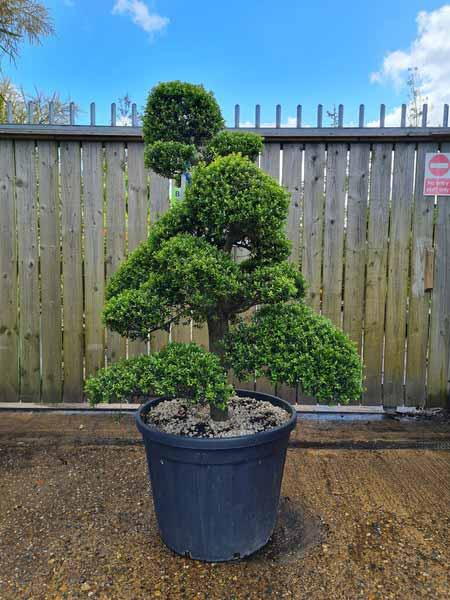 Ilex Crenata Unique Tree For Sale UK