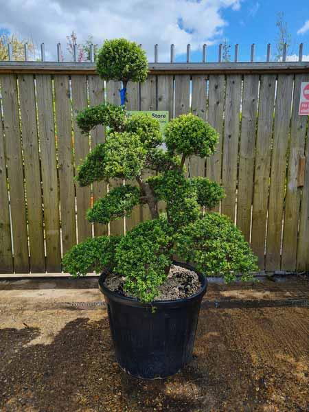 Ilex Crenata Cloud Tree Unique Tree For Sale UK