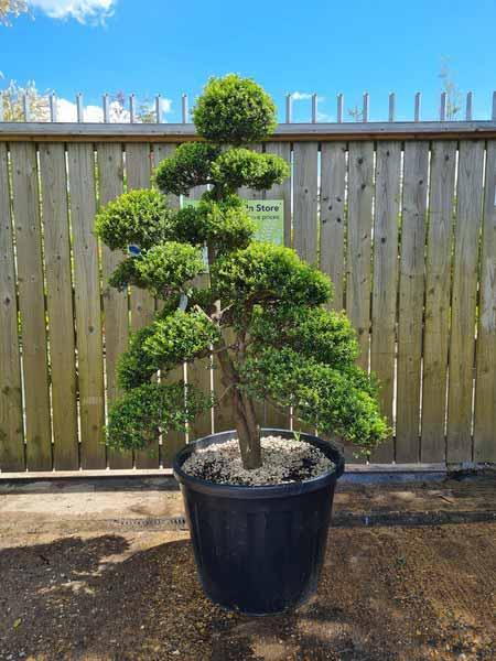 Ilex Crenata Cloud Tree Unique Tree For Sale UK