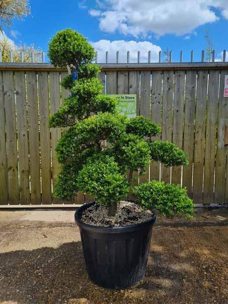 Ilex Crenata Cloud Tree Unique Tree For Sale UK