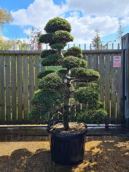 Ilex Crenata Cloud Tree Unique Tree For Sale UK