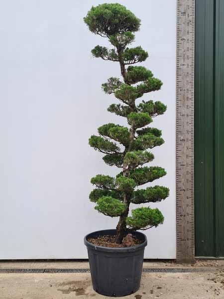 Juniperus Kaizuka Cloud Tree Unique Tree For Sale UK