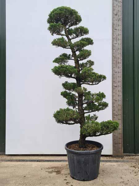 Juniperus Kaizuka Cloud Tree Unique Tree For Sale UK