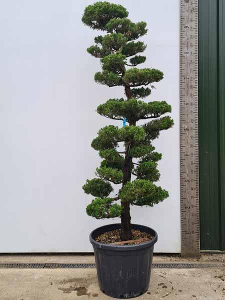 Juniperus Kaizuka Cloud Tree Unique Tree For Sale UK