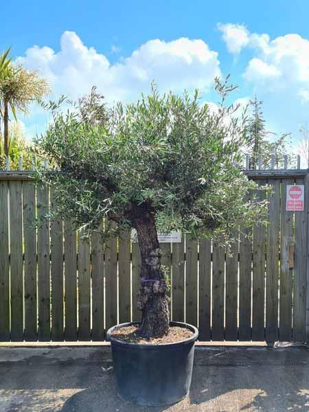 Olea Europaea Olive Bonsai Unique Tree For Sale UK