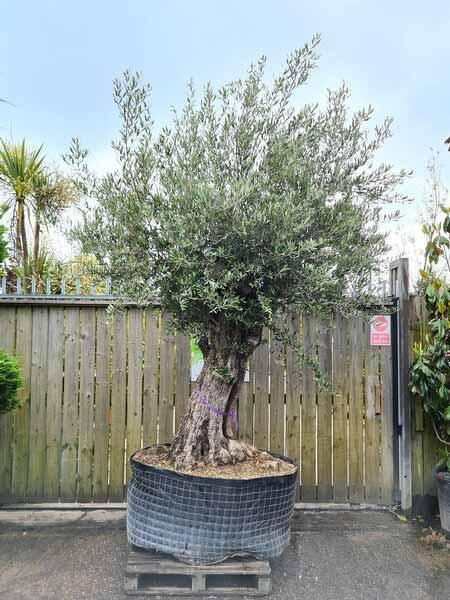 Olea Europaea Olive Bonsai Unique Tree For Sale UK
