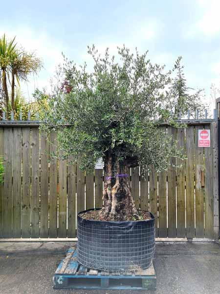 Olea Europaea Olive Bonsai Unique Tree For Sale UK
