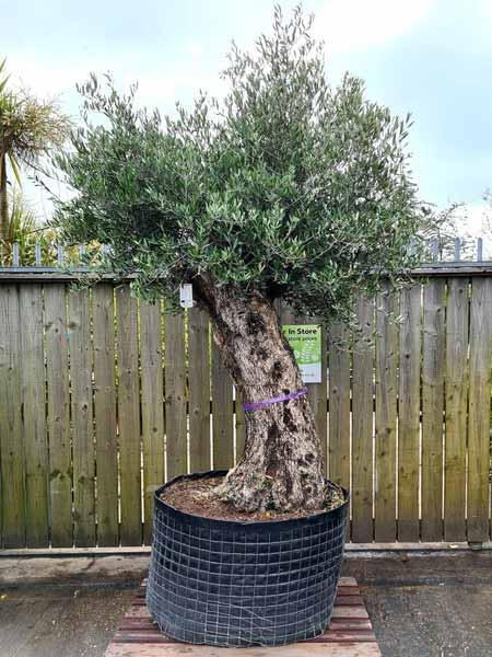 Olea Europaea Olive Bonsai Unique Tree For Sale UK