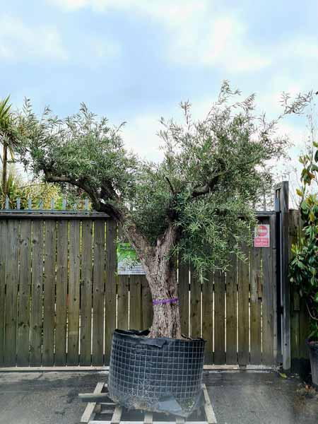 Olea Europaea Olive Bonsai Unique Tree For Sale UK