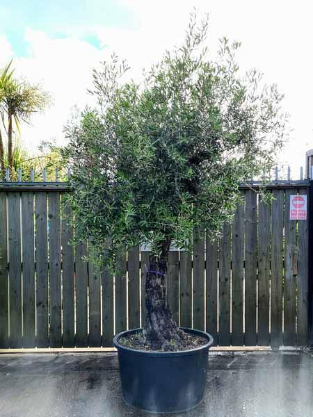 Olea Europaea Olive Bonsai Unique Tree For Sale UK