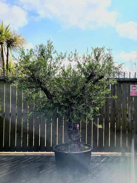 Olea Europaea Olive Bonsai Unique Tree For Sale UK